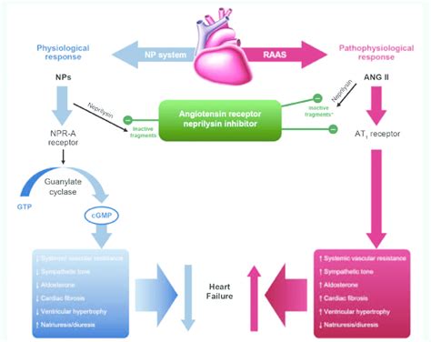 sacueb|Sacubitril: Uses, Interactions, Mechanism of Action .